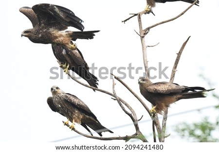 The black kite (Milvus migrans) is a medium-sized bird of prey in the family Accipitridae, which also includes many other diurnal raptors. Royalty-Free Stock Photo #2094241480