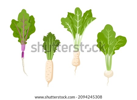 Daikon white radish, purple turnip. Green vegetables, asian cooking ingredients. Flat vector illustrations. Royalty-Free Stock Photo #2094245308