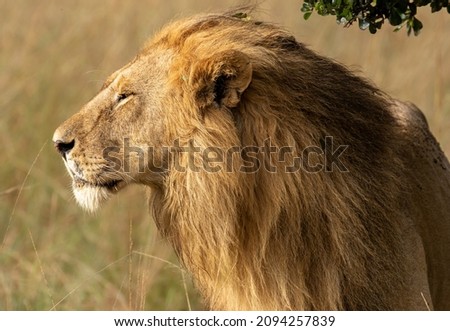 Male Lion photographed in the vast Savannah of Maasai Mara National Reserve, Kenya. 