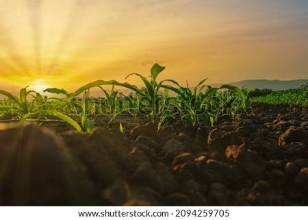 maize corn seedling in the agricultural plantation in the evening, Young green cereal plant growing in the cornfield, animal feed agricultural industry, low angle