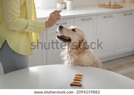 Owner giving dog biscuit to cute Golden Retriever in kitchen, closeup Royalty-Free Stock Photo #2094259882