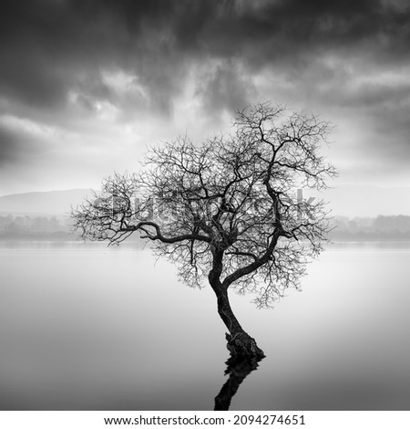 Landscape with lonely tree in the water