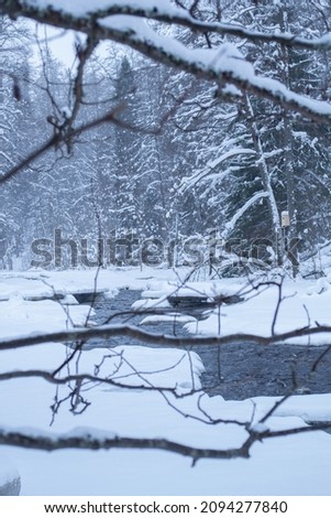 View from behind the branches of a frozen river in a spruce forest in cloudy winter weather
