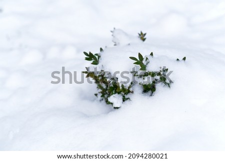 Winter. Green bush in the snow