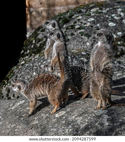 Four meerkats on the stone. Latin name - Suricata suricatta
