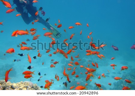Diver's fins over corals in the Red sea