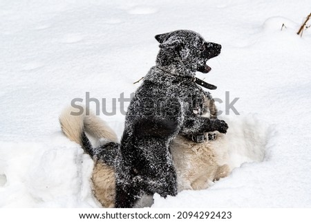 
an active dog runs and plays in the snow in nature