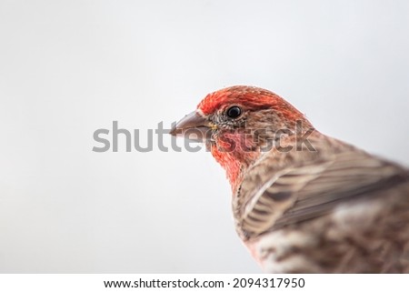 One male red house finch bird in Virginia macro closeup on eye isolated with snow weather in background colorful face of animal Royalty-Free Stock Photo #2094317950