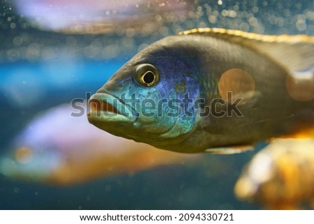 Photography of fish in the aquarium. Photo is suitable for poster, postcard, greening card, banner. Frontal view