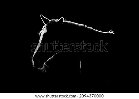 Low key fine art horse picture from a beautiful mare with a beautiful white stripe on her head