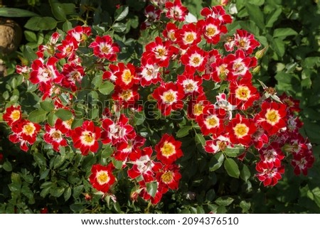 Abundant, lush flowering of groundcover roses of the Little Artist variety