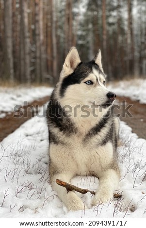 A wolf-colored Siberian husky lies on a snow-covered road in a winter forest. Vertical photo
