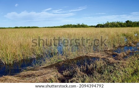 Everglades National Park, Florida, USA. The most prominent feature of the Everglades: sawgrass prairie, marsh or slough. Ecosystem of tropical wetlands, a large drainage basin in Southern Florida. Royalty-Free Stock Photo #2094394792