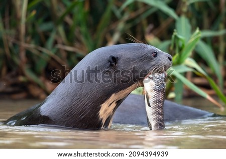 Giant Otter eating fish in the water. Sidfe view. Green natural background. Giant River Otter, Pteronura brasiliensis. Natural habitat. Brazil