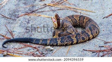 Cottonmouth Juvenile Snake that is Poisonous and Aggressive 