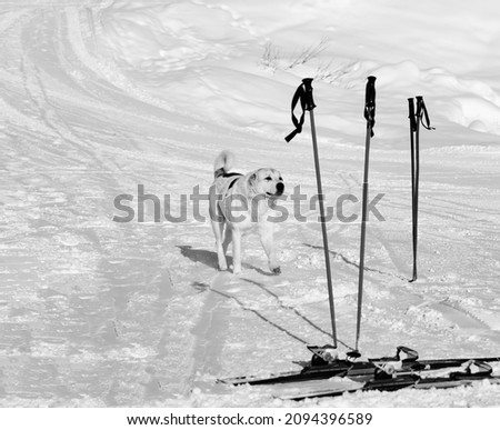 Dog and skiing equipment on ski slope at nice winter day. Caucasus Mountains, Georgia, region Gudauri. Black and white toned image. High contrast.