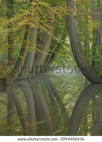 Dancing Beech trees reflected with a touch of autumn mist
