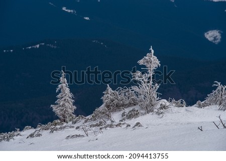 Christmas trees lit by the sun against a dark background of mountains. Snow. Cloudy dark sky. Blurred background. Selective focus.