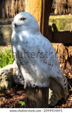 The Snowy Owl, Bubo scandiacus is a large, white owl of the typical owl family. Snowy owls are native to Arctic regions in North America and Eurasia.