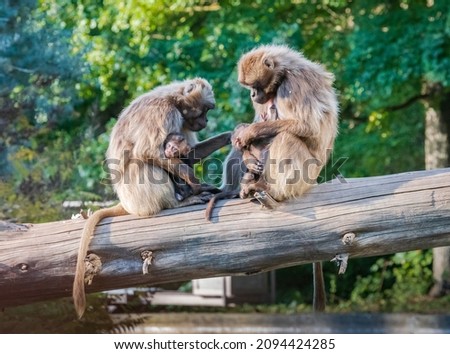Two female baboons and their offspring sitting picking lice off each other