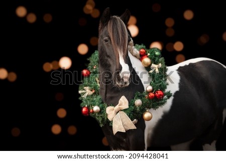 Christmas horse photo shoot fineart