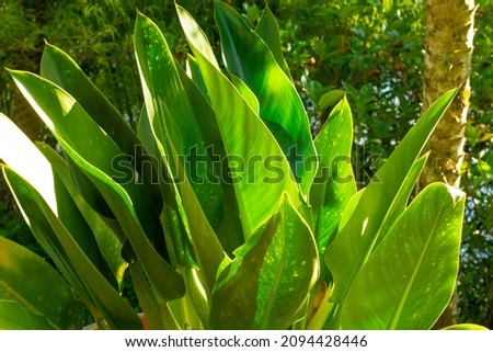 green large leaves in the sunlight. Brazil
