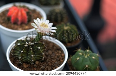 Soft focus Group of​ cactus​ in​ the​ pot.​ Succulents. Potted small house plants, home interior. Gymnocalycium Mihanovichii Variegata cactus in pot, white flowers blooming on top