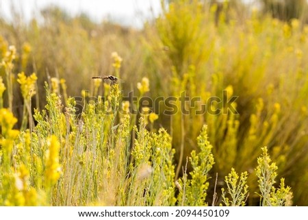 Orange dragonfly perched on a yellow flower in a field of blooming sagebrush