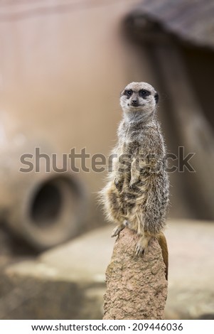 Meerkat (Surikate).