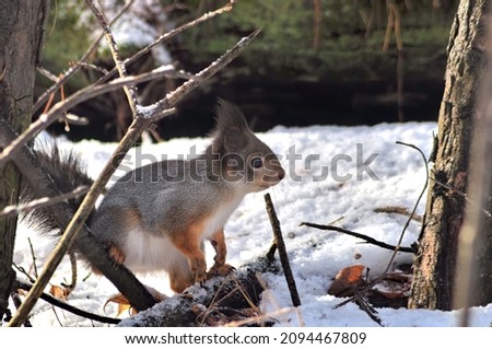 Squirrel in a gray winter coat, squirrel in winter.