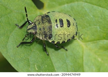 Closeup on a nymph of the Green stinkbug,Palomena prasina Royalty-Free Stock Photo #2094474949