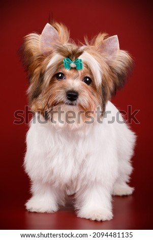 Studio photography of a Biewer Yorkshire Terrier on colored backgrounds

