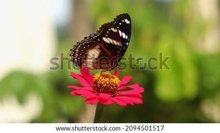 Hypolimnas bolina butterfly perched on a zinnia flower. black butterfly sucking nectar. great eggfly. common eggfly. blue moon butterfly
