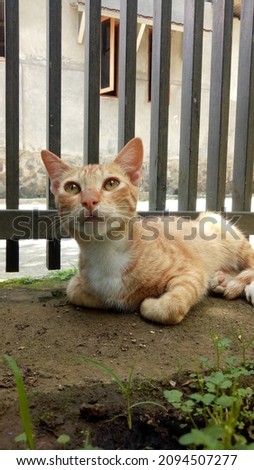 Orange cat lying on the ground