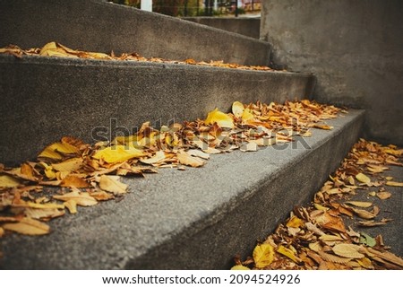A view of a concrete staircase filled with autumn colored foliage, seen in Friday Harbor, Washington.