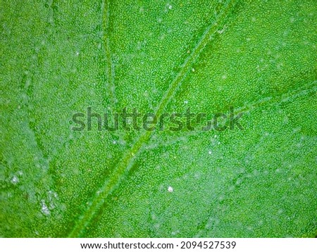 Green leaf detail with textures. Photography made with a digital microscope.