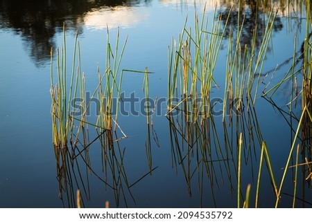 reed reflections at Platypus Hole