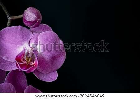 Dark purple moth orchid closeup. Exotic Phalaenopsis blooms isolated on black background. Spa or beauty salon decoration. Selective focus on the details, blurred background.