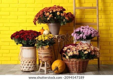 Beautiful potted fresh chrysanthemum flowers and pumpkins near yellow brick wall