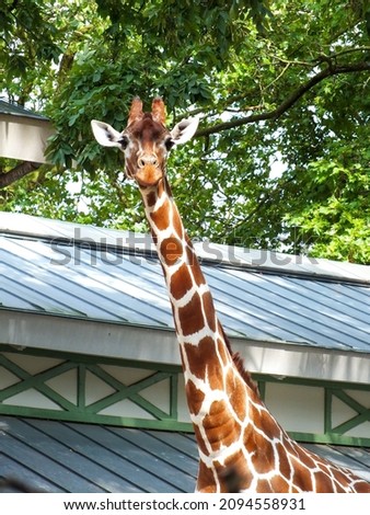 Giraffe photo with green leaves background, cute giraffe shot in a zoo