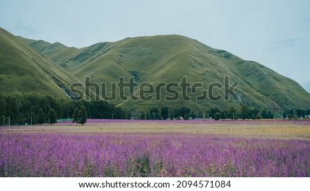 Lavender Field With Green Mountains