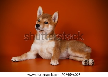 Studio photography of a shiba inu on colored backgrounds