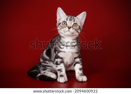 Studio photography of an American shorthair cat on colored backgrounds
