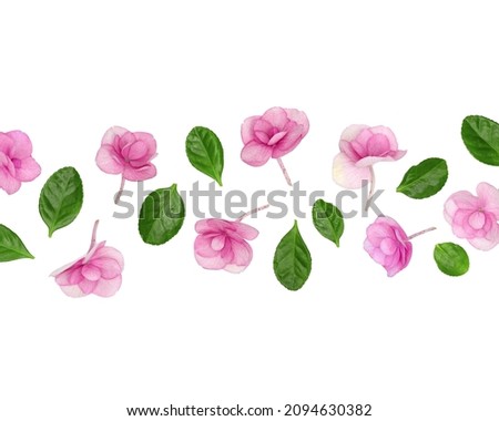 Natural Hydrangea pink flower with green leaves, minimal floral style. Fresh flowers close up, background with copyspace. Spring holiday concept, for Mothers day, 8 March, Womens day. View from above