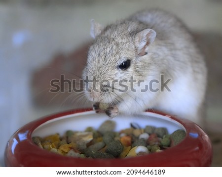 Gerbil rat domesticated eating close up