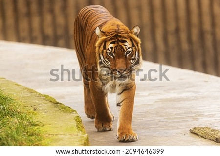 Malayan tiger (Panthera tigris jacksoni) walking back and forth in the zoo Royalty-Free Stock Photo #2094646399