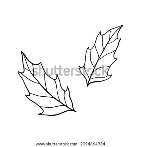Holly branch vector illustration. Floral hand drawn ilex. Christmas linear element in modern style. Elegant holly twig silhouette isolated on white background. Ilex branch line art, Doodle design
