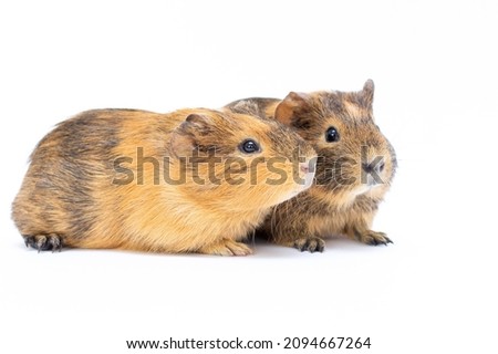 two funny Funny-looking guinea pig isolated on white