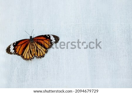 Beautiful butterfly pattern on white cloth.