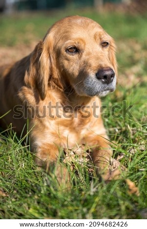 A sad looking retriever lying in the grass. A golden retriever posing for a photo. Portrait of a dog.